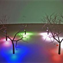 Growing Forest